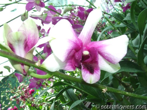 Dendrobium Candy Two Tone